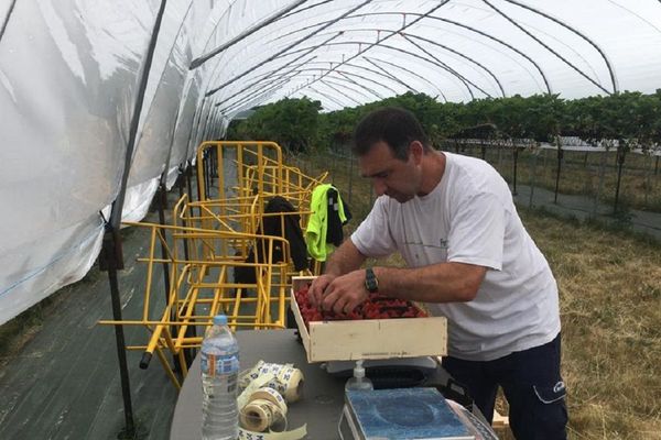 En Haute-Loire, la saison des fruits rouges démarre bien pour les producteurs, malgré les inquiétudes liées au coronavirus COVID 19.