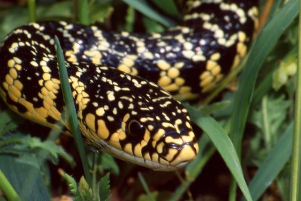 La couleuvre verte et jaune, une des espèces de serpents observables à Albi.