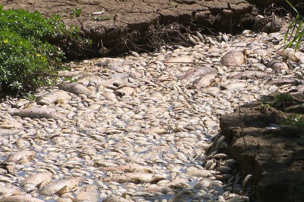 Des milliers de poissons morts jonchent l'étang de Capestang au bord de plusieurs communes dont Montels dans l'Hérault. 19 août 2021.