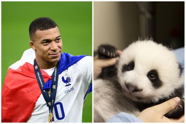 Kylian Mbappé après la victoire face à l'Espagne en finale Ligue des Nations le 10 octobre / Petite Neige, l'un des deux bébés panda nés début août.