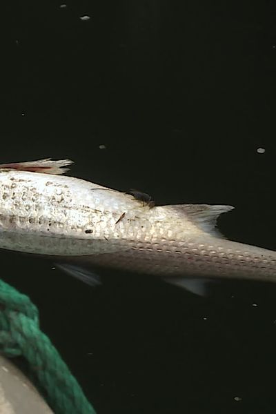 Des poissons morts sont retrouvés en quantité importante depuis plusieurs semaines dans le canal du Rhône à Sète.