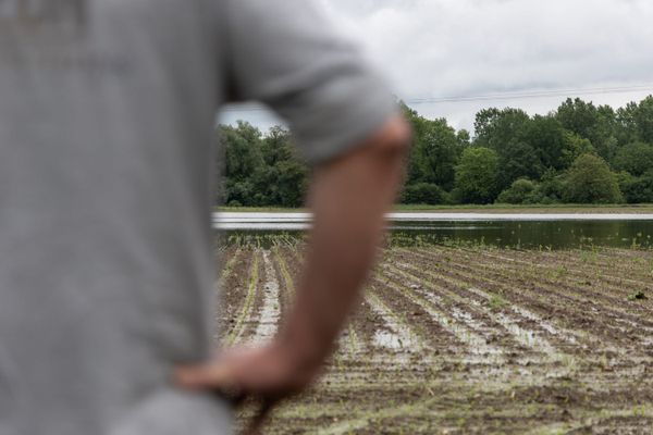 Beaucoup d'agriculteurs du nord de l'Alsace ont vu leurs récoltes détruites par des intémpéries en 2024.