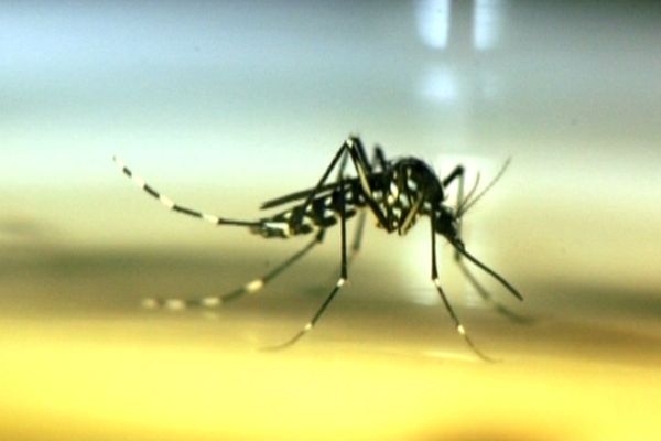 Aedes albopictus a la particularité  de piquer surtout pendant la journée.