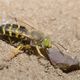 Les syrphes composent à 90% cette vague de migration massive d'insecte, observée à l'automne dans un goulot d'étrangement des Pyrénées, au col de Bujaruelo.