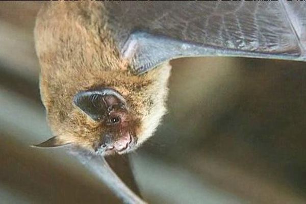 Un atlas recense 30 espèces de chauves-souris en Rhône-Alpes