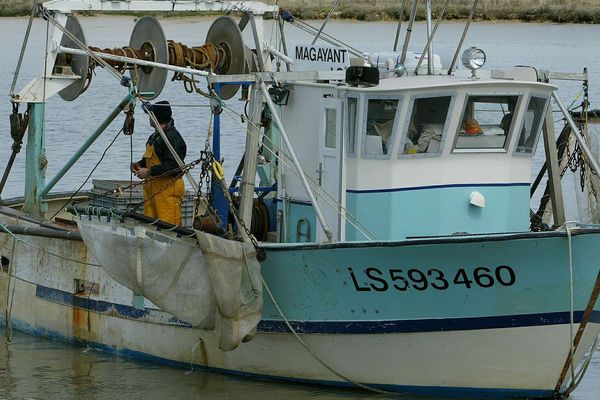 La saison de la pêche à la pibale se termine en Charente-Maritime.