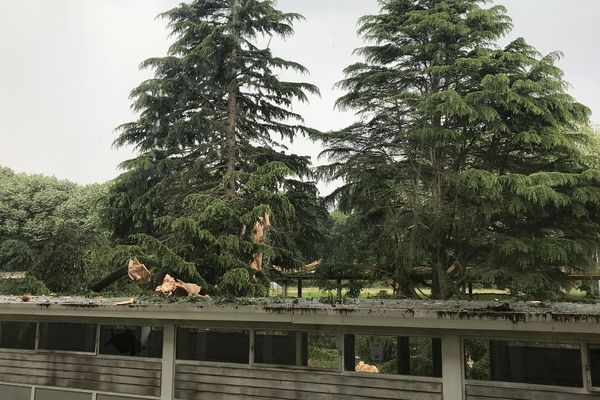 Un arbre explosé par la foudre au Lycée Bréquigny de Rennes