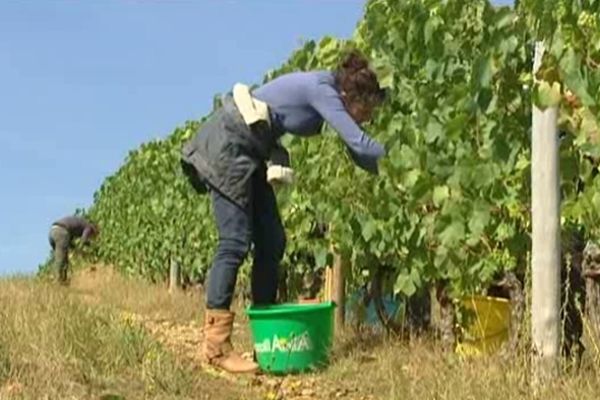 Le vin de Verneuil fait la fierté de son village