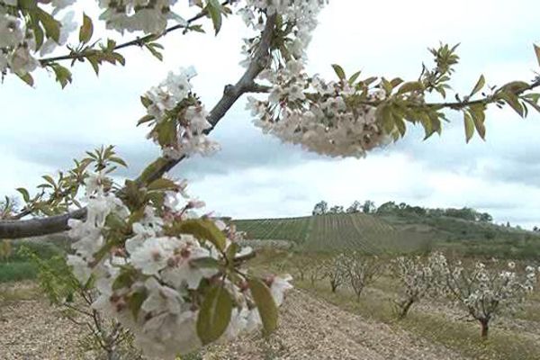 Les 39 communes vauclusiennes concernées par la création du parc du Ventoux seront consultées à partir du 8 juin 2016.