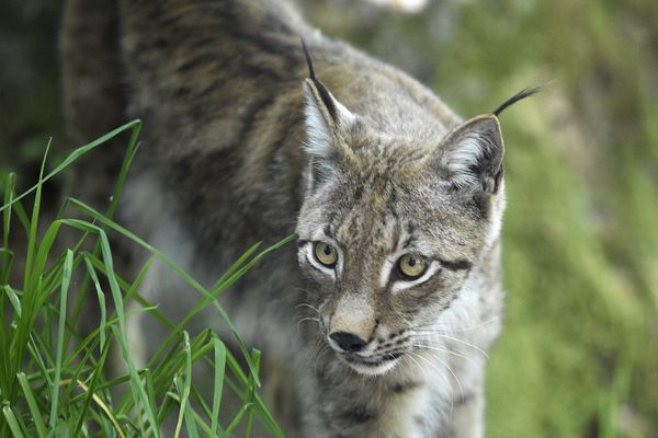 Deux lynx ont été percutés sur l'autoroute en Haute-Savoie en l'espace de cinq jours. (Illustration)