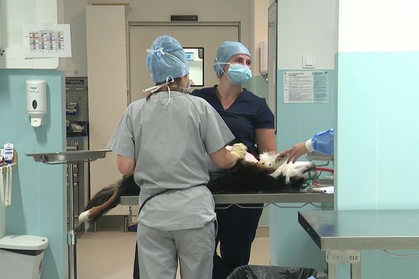 Un centre hospitalier vétérinaire à la pointe de la technologie en Isère.