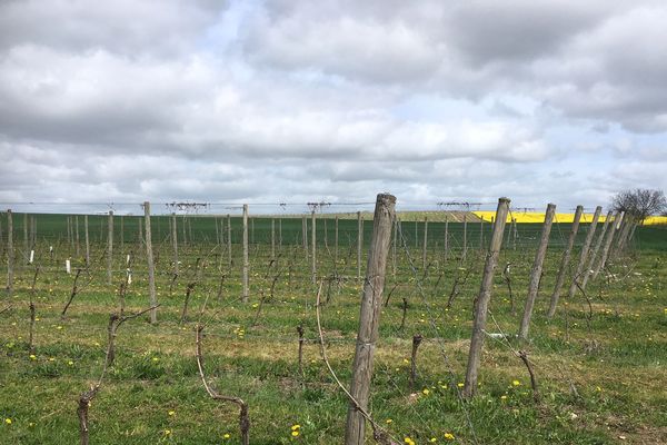 Le vignoble du Saint-Pourçain compte actuellement six cents hectares de vignes.