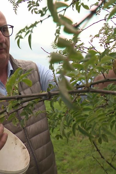 Jacques Roulleau, cultivateur de poivre de Sichuan en Bretagne