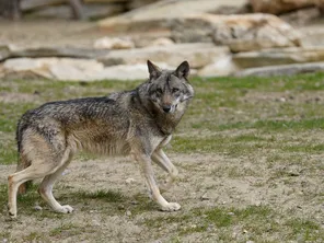 Un loup dans la réserve de La Barben à Salon-de-Provence.