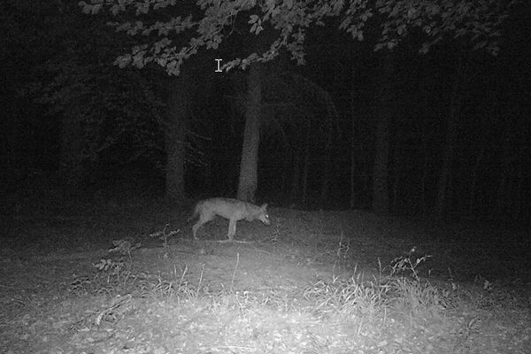 Dans des bois à Londinières, un appareil automatique avait capturé l'image de l'animal en avril 2020.