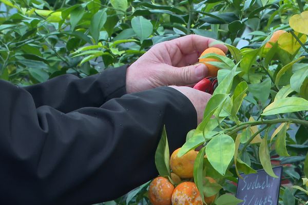 En Vendée, un pépiniériste et un maraicher produisent avec succès des agrumes, comme les yuzus et mandarines.