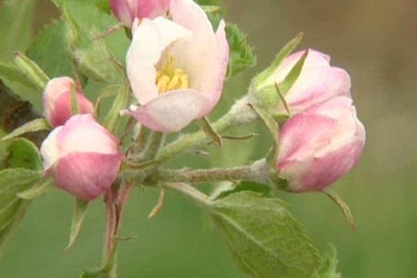 Les pommiers des Flandres sont déjà bien en fleur.