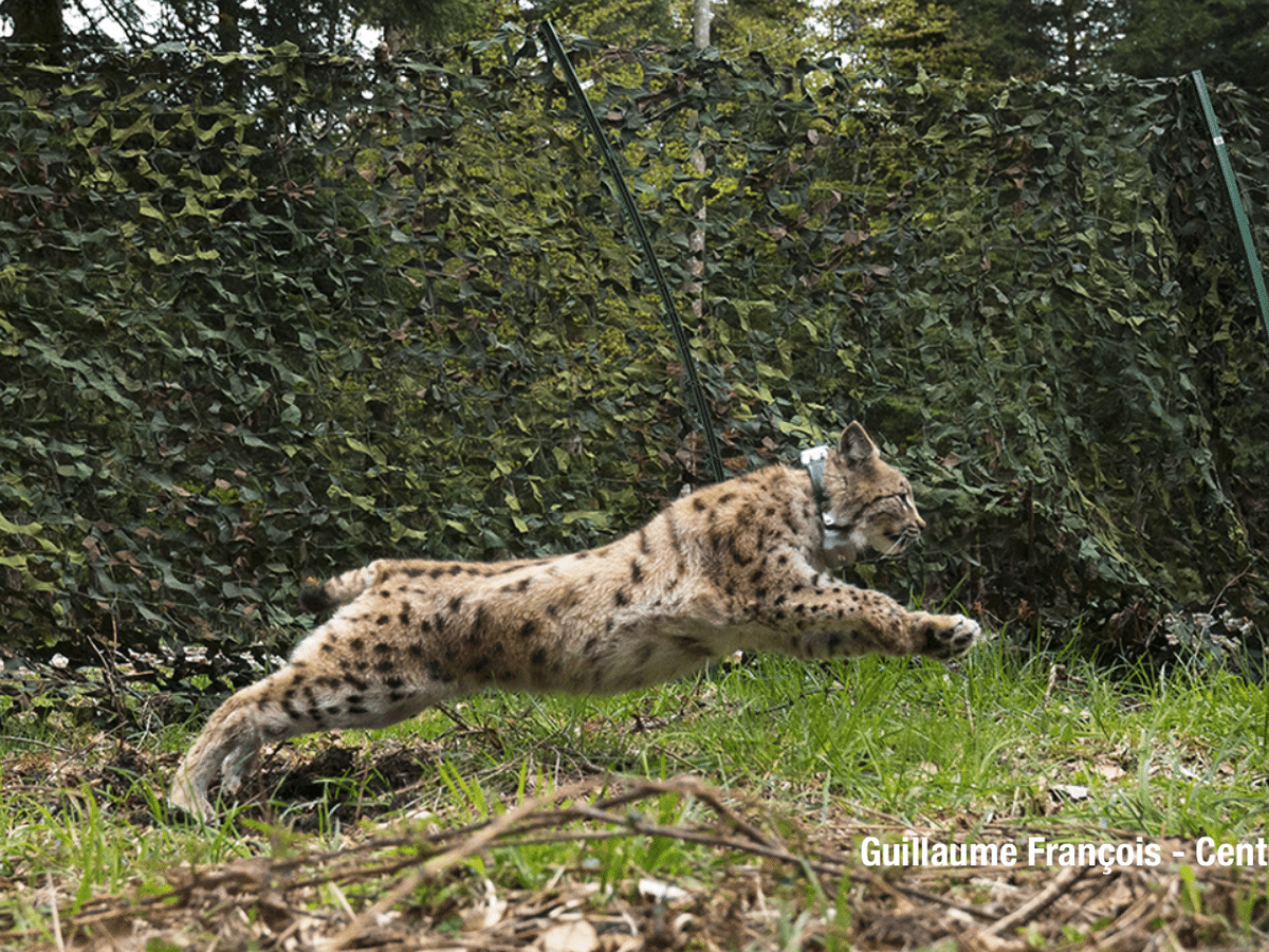 En Images Moira Jeune Femelle Lynx Sauvee Par Les Hommes A Retrouve Les Grands Espaces Du Jura