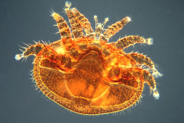 Un varroa, acarien parasite qui s'attaque aux abeilles, pris au microscope. Photo d'illustration