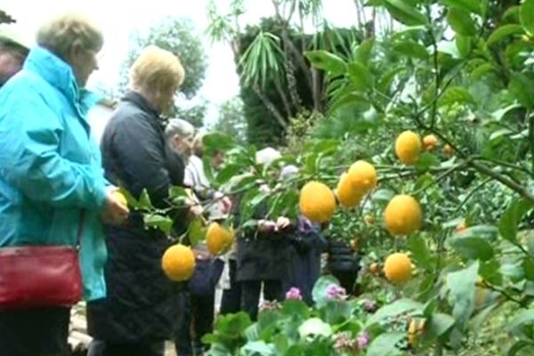 Visite d'un jardin d'agrumes à Menton