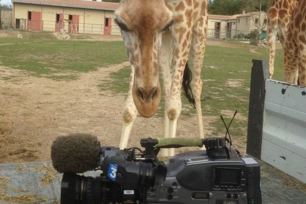 Une équipe de France 3 dans les coulisses de la réserve africaine de Siegan, forcément, çà intrigue