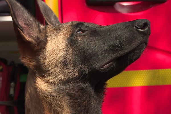 Ce malinois partira en Ukraine pour saveur les victimes des gravats