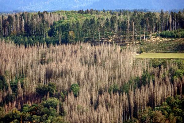 Une forêt ravagée par les scolytes, Est de la France, 2020