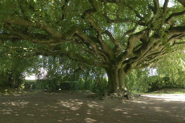 Sous les branches du hêtre remarquable de Bayeux