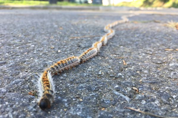 La chenille processionniare du pin progresse en Bretagne