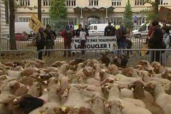 Les biquettes en ont "raz-les-puces". Elles manifestent devant la préfecture à Lyon.