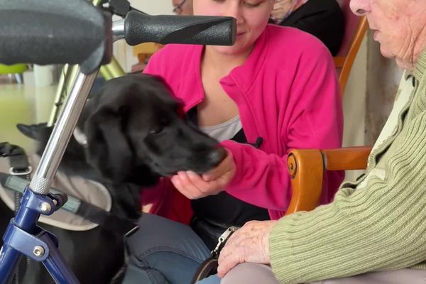 Vieillir avec son chien ou son chat