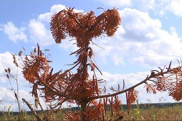 La sécheresse a décimé les jeunes plantations de sapins du Morvan. 