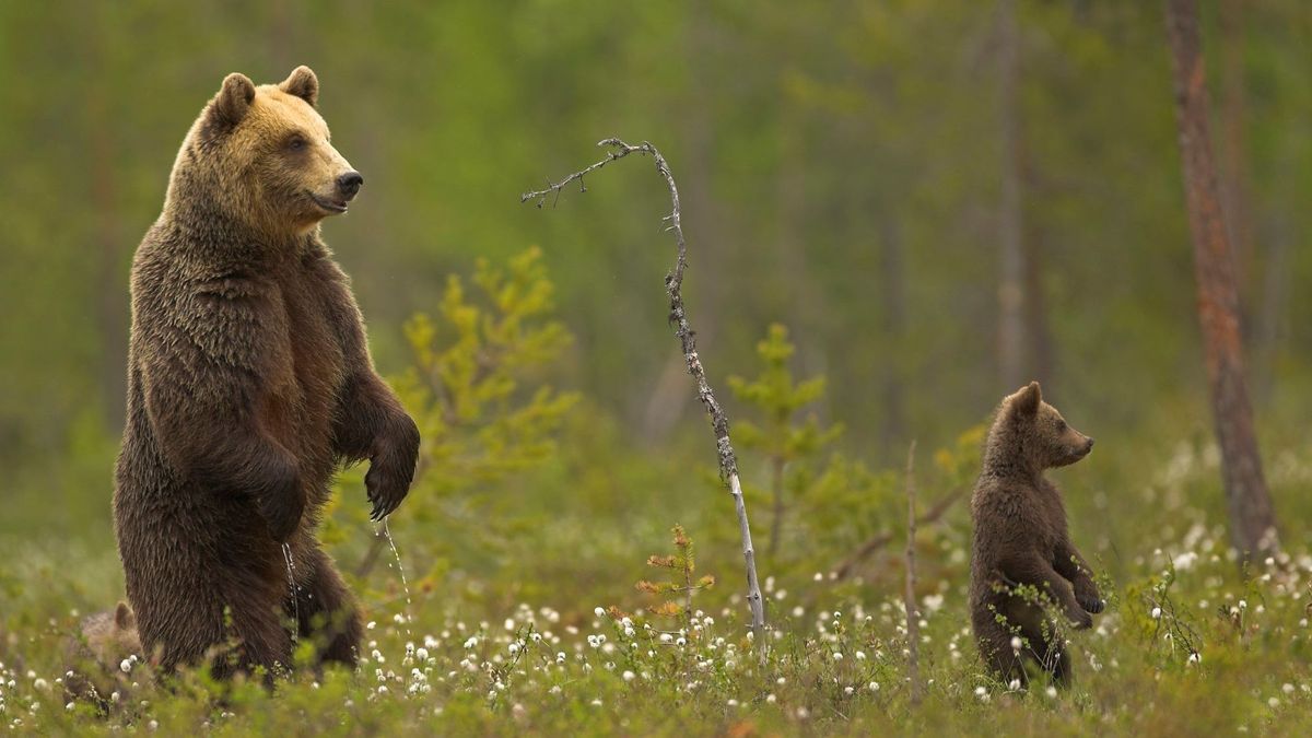 Ours Des Pyrenees Le Premier Ourson De L Annee Est Ne En Ariege