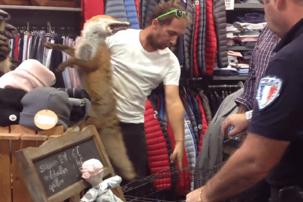 Le renard a été capturé au bout de deux heures dans la boutique.