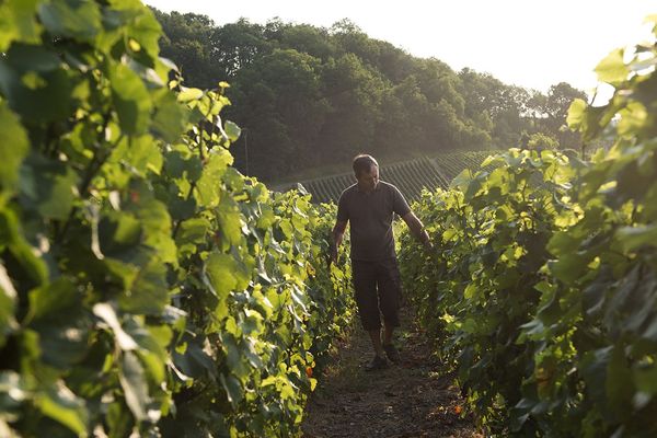 La maison Legret est l'une des quelques caves de champagne labellisée vegan