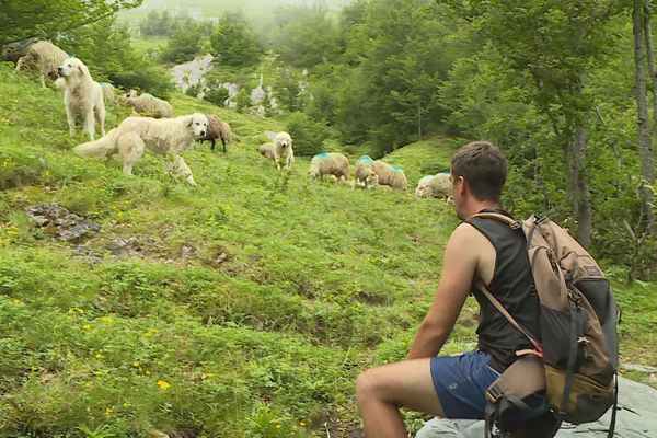 Randonnée pédagogique pour bien comprendre comment réagir face aux chiens de protection des troupeaux.