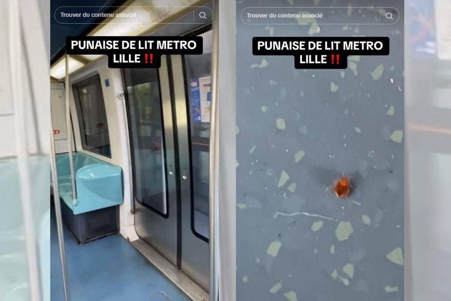 Insect Resembling Bedbug Spotted in Lille Metro, Prompting Disinfection Measures