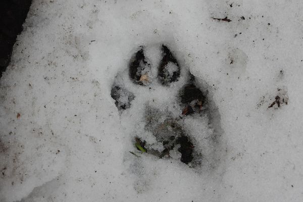 Une empreinte de loup dans le massif du Jura repérée mardi 30 décembre 2024, peut-être celle du dernier survivant de la meute du Mont Tendre.