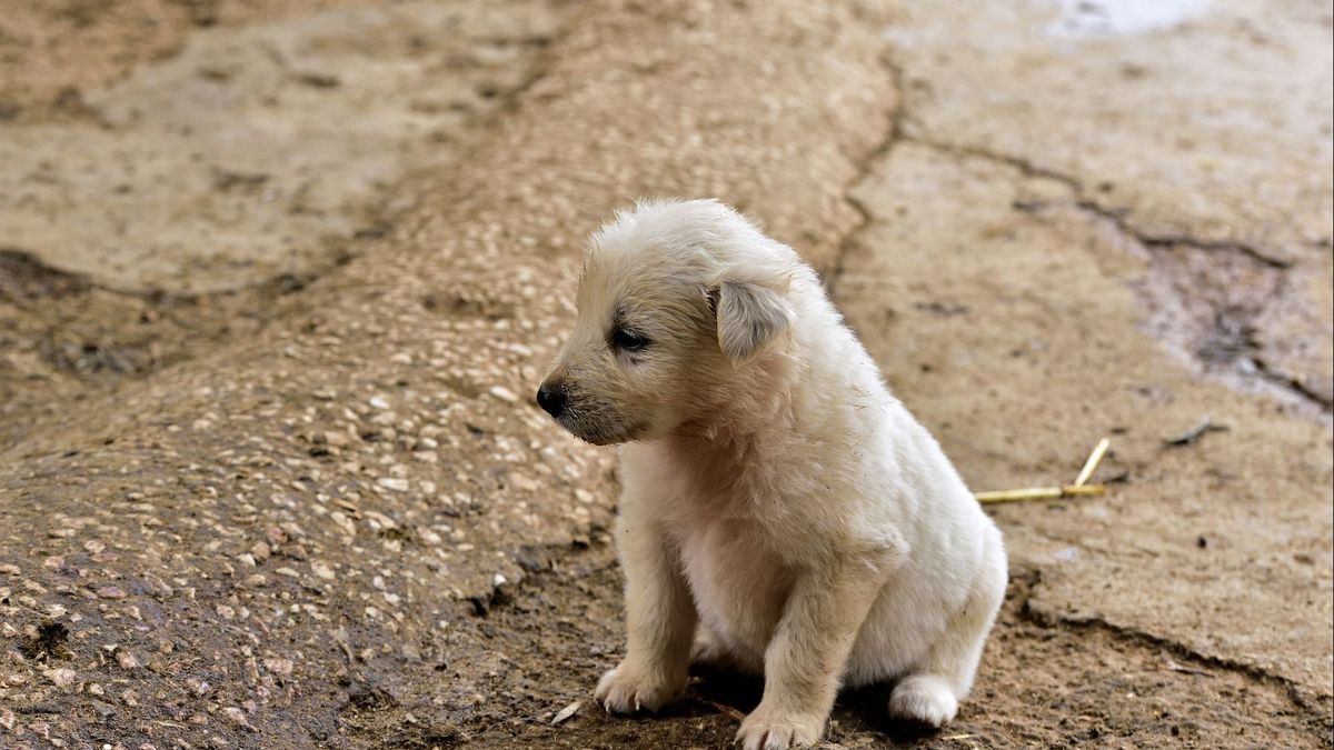 Abandonner un animal est puni par la loi de 30 000 u20ac du0027amende et 2 