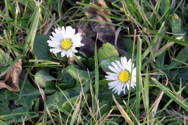 Avec la douceur des températures, un air de printemps...