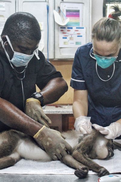 Peggy Motsch est directrice d'un projet de conservation et primatologue en Zambie