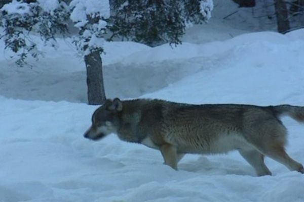 Le loup dans la ligne de mire du Sénat