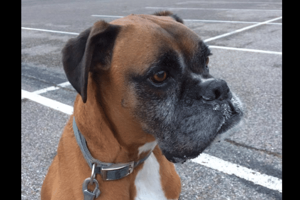 Rokko, le boxer de 9 ans de Ti'i Paulo a trouvé une famille d'accueil après l'appel lancé par son maître sur Facebook