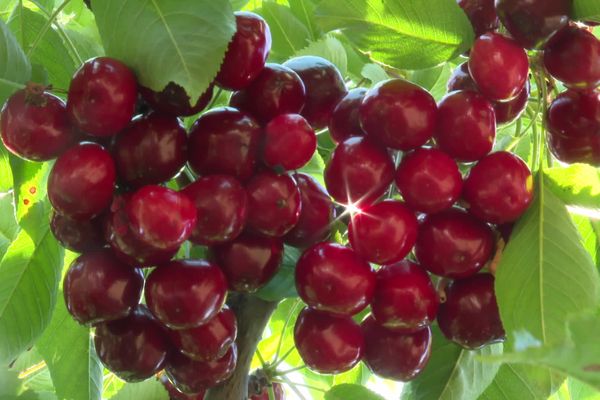 La "sweet early" une variété de cerises bien sucrée et croquante