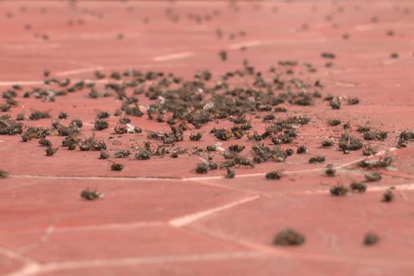 Des mouches vivantes mais aussi mortes, par milliers, dans l'église de Vercel dans le Doubs.