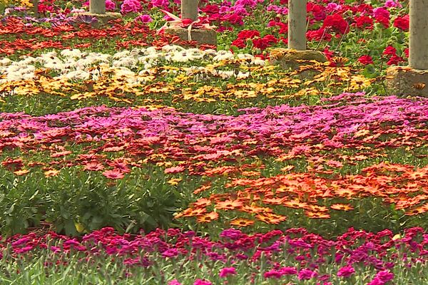 Les horticulteurs des Pyrénées-Orientales ont constaté une baisse d'activité de près de 40% en ce début de printemps 2023.