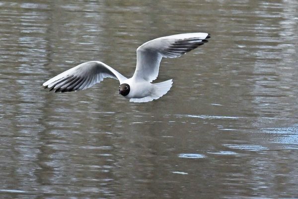 Le cadavre d'une mouette rieuse, contaminée par le virus de la grippe aviaire, a été retrouvé à Strasbourg.