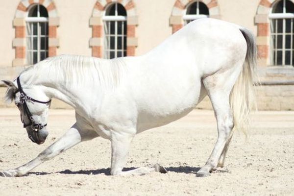 Le haras national de Cluny accueille des artistes en résidence.