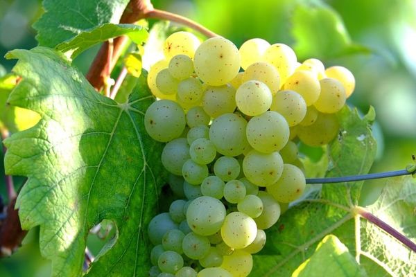 Les vendanges débutent par la récolte du chardonnay