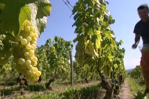 Vignes Savoie 